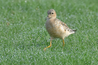 Buff-breasted Sandpiper