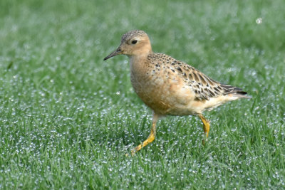 Buff-breasted Sandpiper