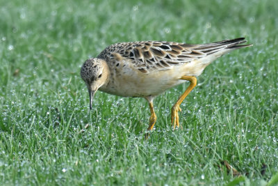 Buff-breasted Sandpiper