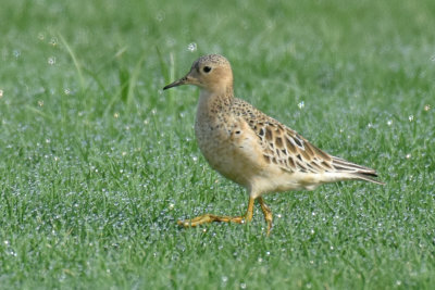 Buff-breasted Sandpiper