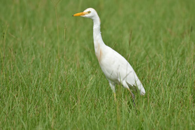 Cattle Egret, Alternate Plumage