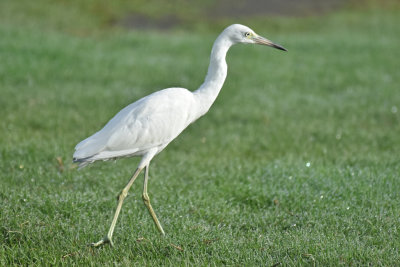 Little Blue Heron, Juvenile