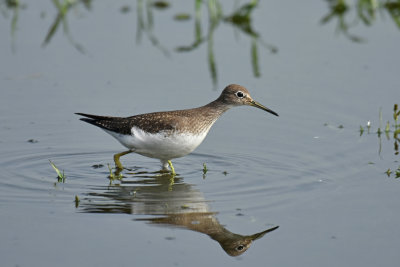 Solitary Sandpiper