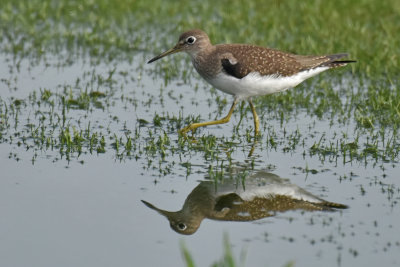 Solitary Sandpiper