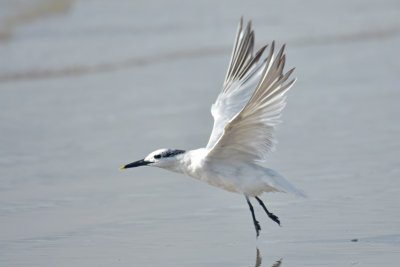 Sandwich Tern, Basic Plumage