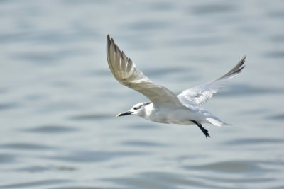 Sandwich Tern, Basic Plumage