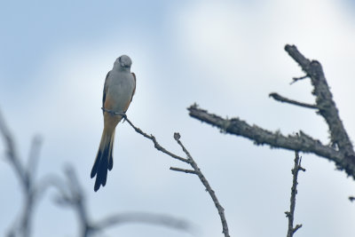 Scissor-tailed Flycatcher, Juvenile