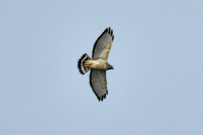 Broad-winged Hawk, Light Phase