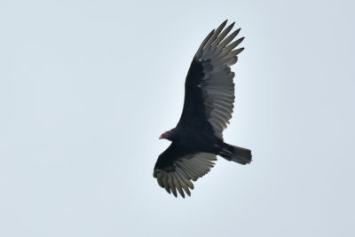 Turkey Vulture