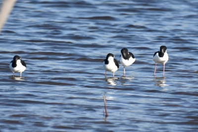 Black-necked Stilts