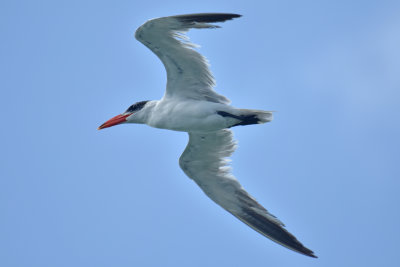 Caspian Tern, Basic Plumage