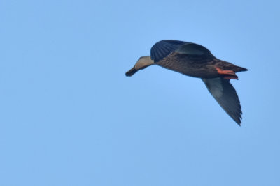 Mottled Duck