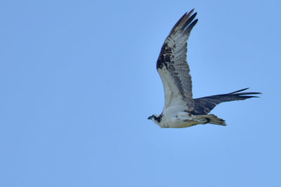 Osprey