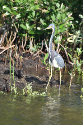 Tricolored Heron, Basic Pluamge