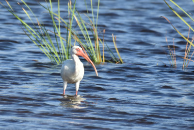 White Ibis