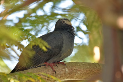 White-crowned Pigeon, Immature