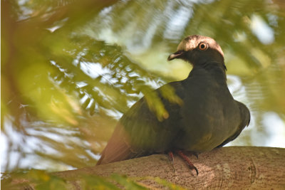 White-crowned Pigeon, Immature