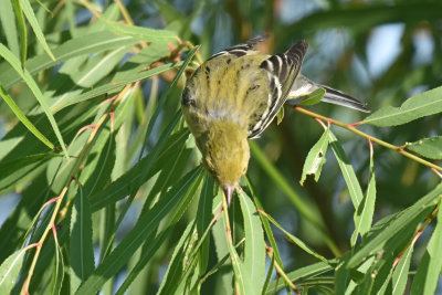 Bay-breasted Warbler, Male Basic Plumage