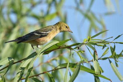 Bay-breasted Warbler, Male Basic Plumage