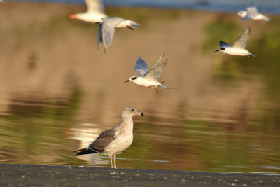 Western Gull and Forsters Terns