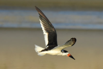 Black Skimmer, Basic Plumage