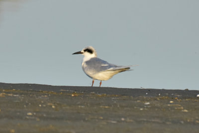 Forster's Tern, Basic Plumage