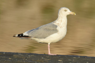 Herring Gull, Basic Plumage