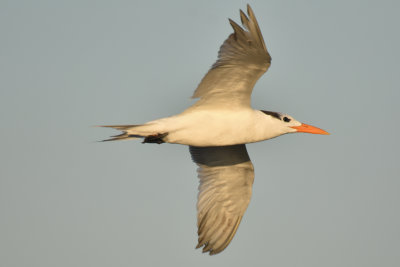 Royal Tern, Basic Plumage
