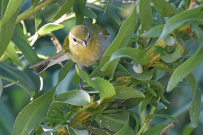 Tennessee Warbler, Female Basic Plumage