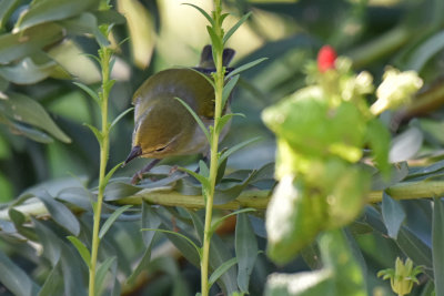 Tennessee Warbler, Female Basic Plumage
