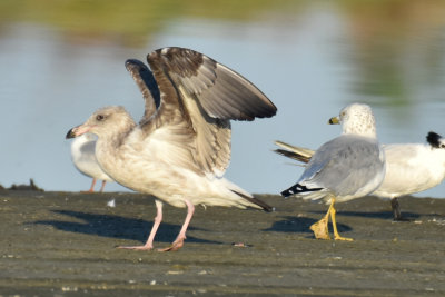 Western Gull, 2nd Cycle and Ring-billed Gull