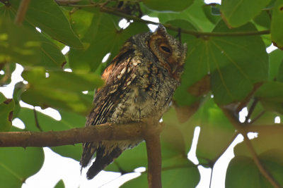 Flammulated Owl, Rufous Morph