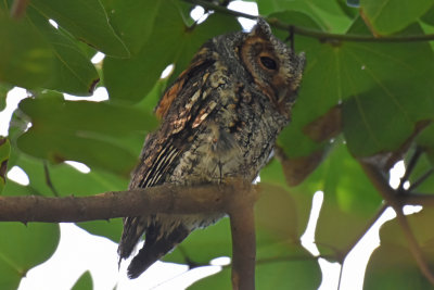 Flammulated Owl, Rufous Morph