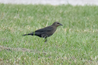 Brewer's Blackbird, Female