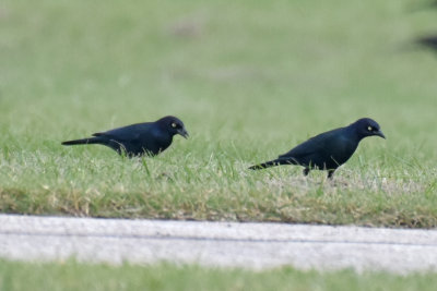 Brewer's Blackbird, Males