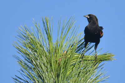 Red-winged Blackbird, Male