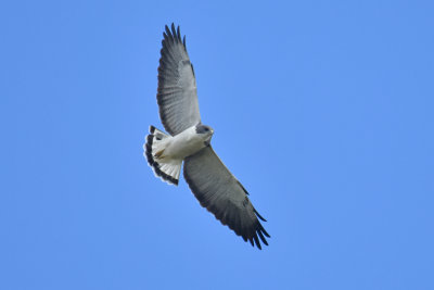 White-tailed Hawk