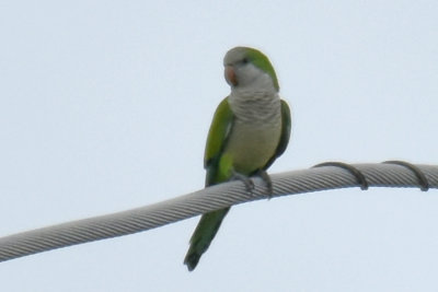 Monk Parakeet