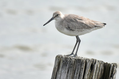 Willet, Basic Plumage