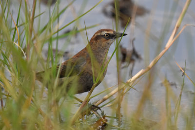 Rusty Blackbird, Basic Plumage