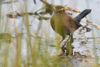 Rusty Blackbird, Basic Plumage