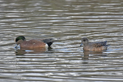 American Wigeon Pair