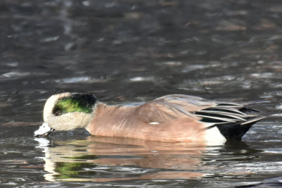 American Wigeon, Drake