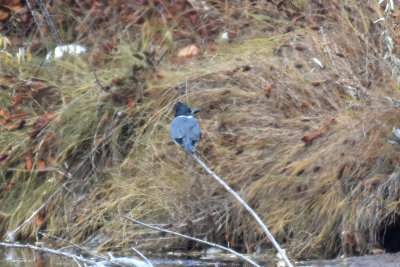 Belted Kingfisher, Male