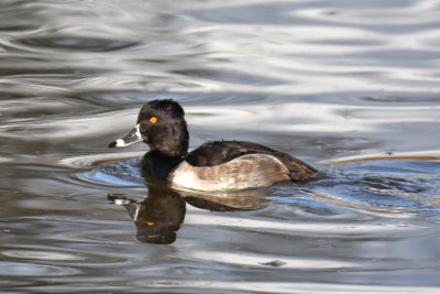 Ring-necked Duck, Drake