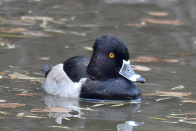 Ring-necked Duck, Drake