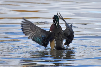 Wood Duck, Drake