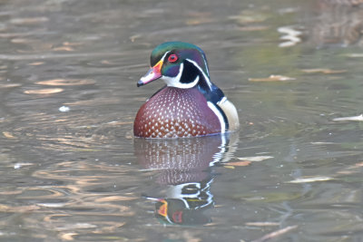 Wood Duck, Drake