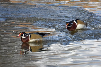 Wood Duck, Drake Chasing another Wood Duck, Drake