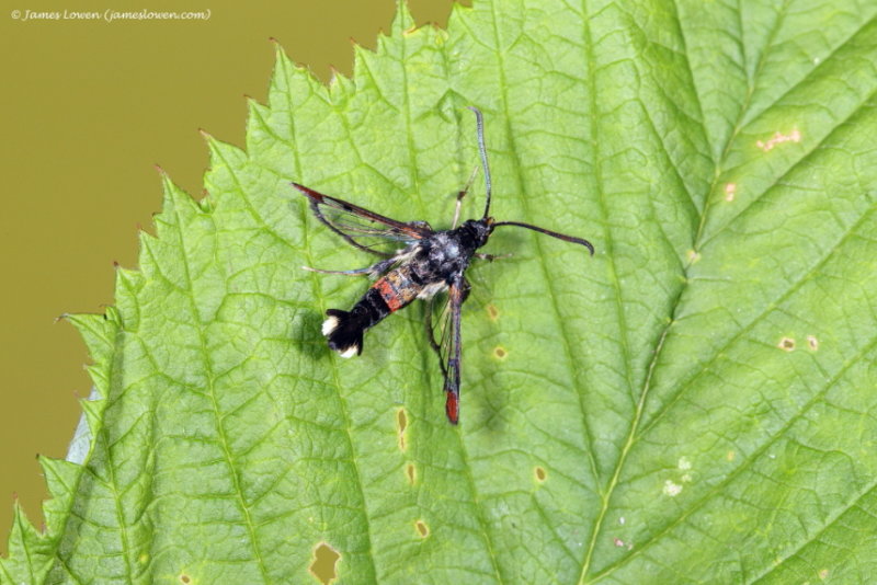 Red-tipped Clearwing